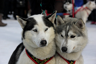 Зимние забавы «Хаски из Ласки» с собаками из приюта устроят на улице Мало-Тобольской в Барнауле