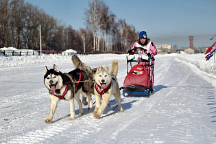 В воскресенье на барнаульском ипподроме пройдут гонки лыжников на собаках