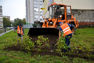 В сквере Ленинского района Барнаула высаживают кустарники