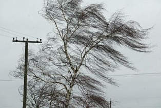 Сильный ветер прогнозируют синоптики 23 января в Алтайском крае 