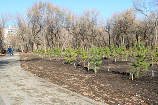 В парке имени Ленина продолжается работа по реновации зеленых насаждений