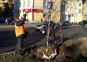 В Барнауле продолжают сажать деревья