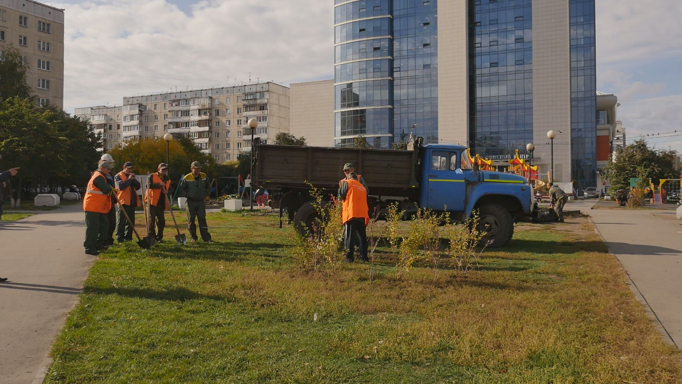 Горзеленхоз» продолжает осеннюю посадку деревьев БАРНАУЛ :: Официальный  сайт города