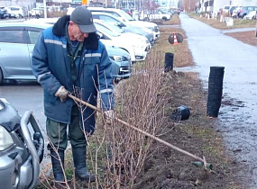 В Барнауле завершают посадку деревьев и кустарников