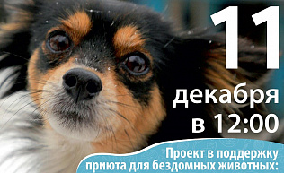 Барнаульцев приглашают помочь бездомным животным и поучаствовать в розыгрыше призов