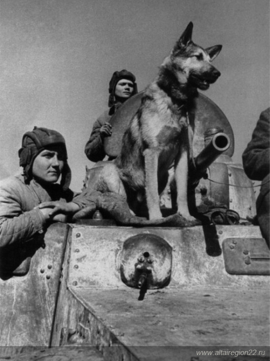 Алтайский краеведческий музей присоединится к всероссийской акции «День фронтовой собаки» 