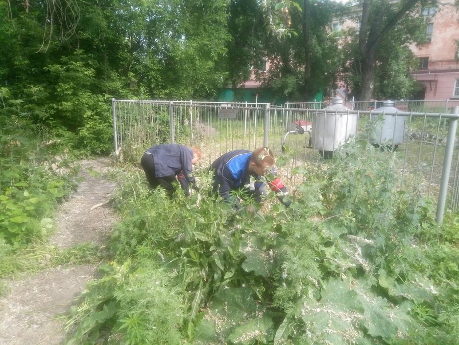 Рейды по конопли вырастить марихуану на гидропонике