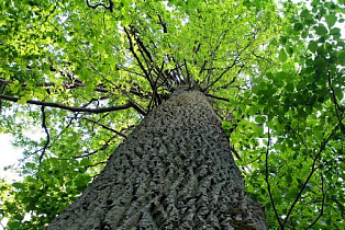 МБУ «Благоустройство и озеленение» продолжает работы по сносу аварийных деревьев