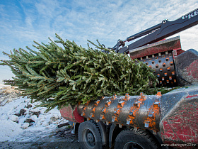 В Барнауле переработали тысячу елок, которые собрали в ходе экологической акции