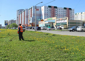 В Барнауле начали подстригать газоны