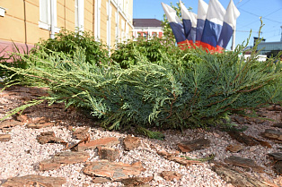 В Барнауле заложили можжевеловую аллею «Наше будущее» 