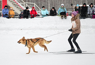 На Барнаульском ипподроме пройдут любительские гонки лыжников на собаках 