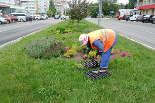 В Барнауле продолжают высаживать цветы на городских клумбах  