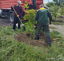 Осенью на улицах Барнаула высадят более 450 молодых деревьев