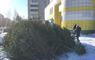 Более 350 елок сдали барнаульцы во время акции 18 января