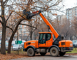 В Барнауле ведутся работы по обрезке и уборке аварийных деревьев 