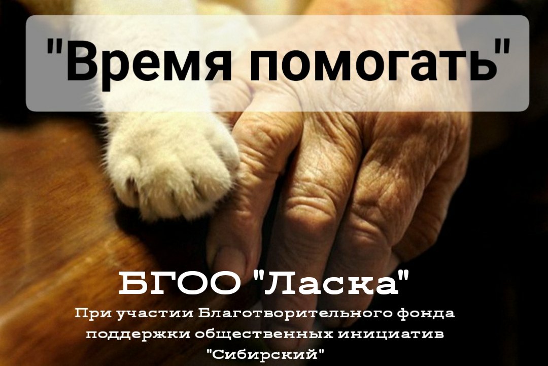 Волонтеры приюта «Ласка» помогут барнаульским пенсионерам со стерилизацией кошек