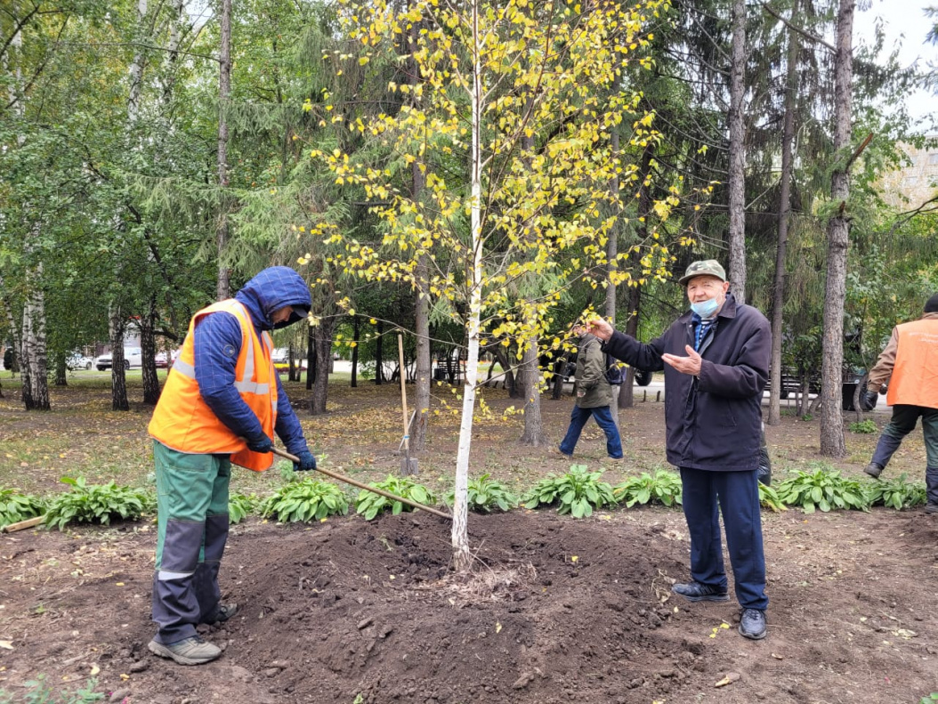 В Барнауле приступили к высадке новых деревьев БАРНАУЛ :: Официальный сайт  города