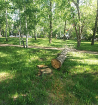 В Барнауле приступают к сносу аварийных деревьев