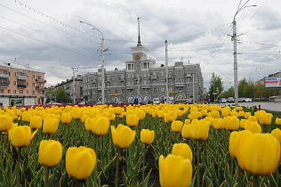 В Барнауле приступили к посадке тюльпанов