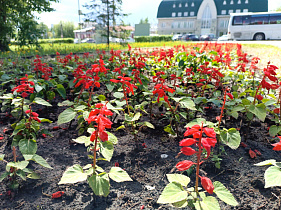 В Барнауле продолжаются работы по посадке цветов на городских клумбах и цветниках