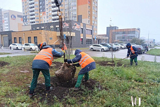 В Барнауле продолжается посадка деревьев 