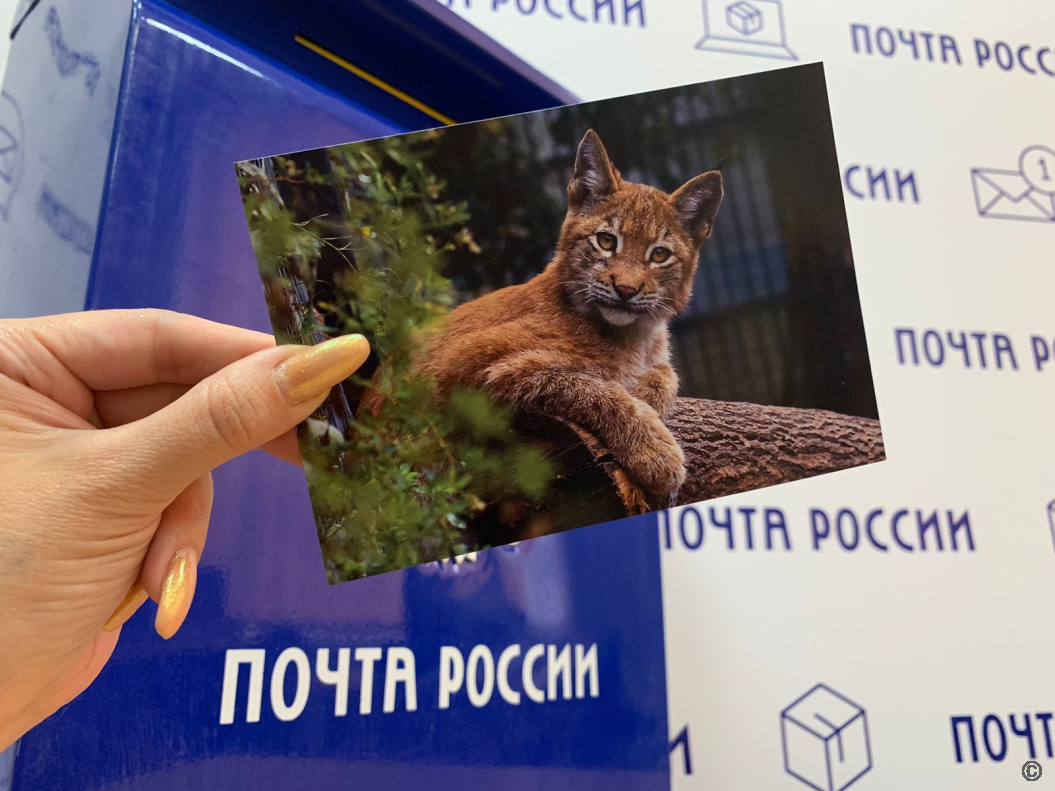 Почта России бесплатно доставит в любую точку России открытки с праздника «День рождения Барнаульского зоопарка»