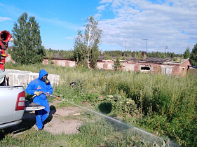 В Барнауле продолжают уничтожать очаги дикорастущей конопли с помощью гербицидов