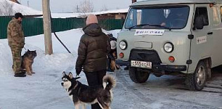 Жители пригорода Ленинского района продолжают регистрировать своих питомцев