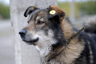 В Барнауле продолжаются профилактические рейды по отлову бродячих собак