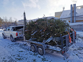 Барнаульцам напоминают, куда сдать елки после новогодних праздников на переработку