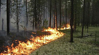 Барнаульцам напоминают правила пожарной безопасности в лесу