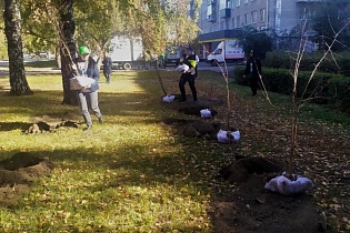 Молодые яблони высадили в Ленинском районе Барнаула
