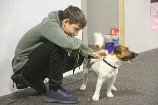Общественники Барнаула выиграли гранты на обустройство ветеринарного кабинета и дрессировку животных