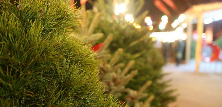 Пять елочных базаров откроются в Железнодорожном районе Барнаула