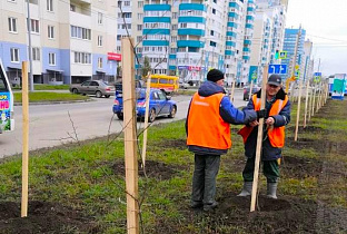 В Барнауле приступили к высадке деревьев и кустарников