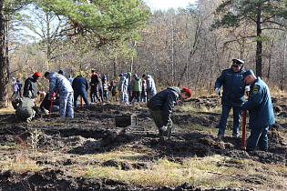 Больше двух тысяч молодых сосен высадили в Барнаульском лесничестве