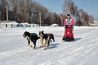 В Барнауле состоятся любительские гонки лыжников на собаках