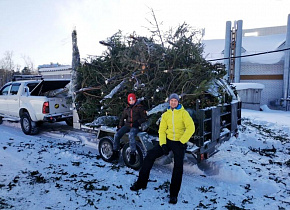 Более 3,5 тысячи новогодних елок, собранных в рамках акции в Барнауле, переработают в топливо для деревообрабатывающего комбината