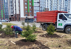 В Барнауле продолжают посадку деревьев и подготовку цветников к зиме