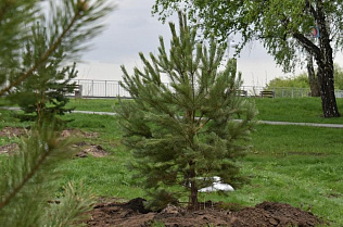 Почти 1400 деревьев и кустарников высадили в Барнауле с начала осени