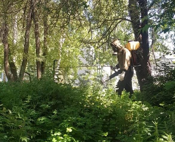 В Барнауле уничтожат дикорастущую коноплю на территориях общей площадью в 22 гектара