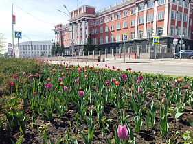 Живое украшение города: в Барнауле продолжается посадка цветов 